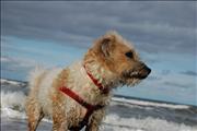 Bailey at Cromer